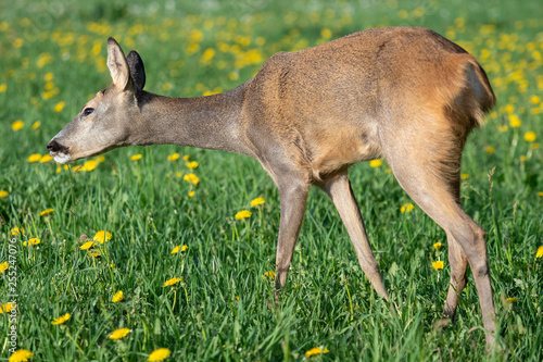 Roe deer in grass  Capreolus capreolus. Wild roe deer in spring nature