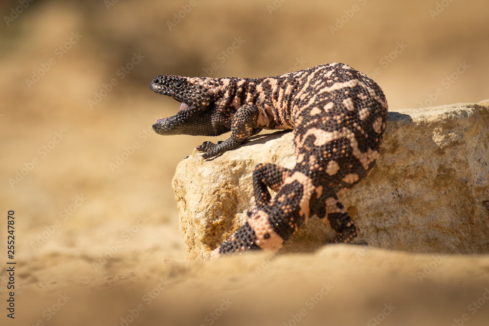 Black and pink striped lizard on a stone. Dangerous yet endangered wild animal. Very unusual exotic creature. Black and pink striped lizard on a stone. Dangerous yet endangered wild animal. Very unusual exotic creature.