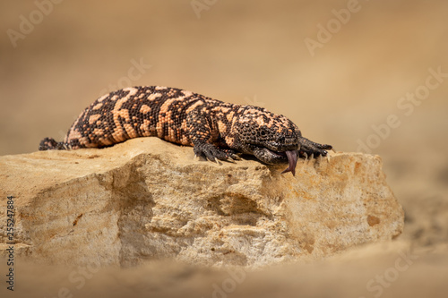 Black and pink striped lizard on a stone. Dangerous yet endangered wild animal. Very unusual exotic creature.