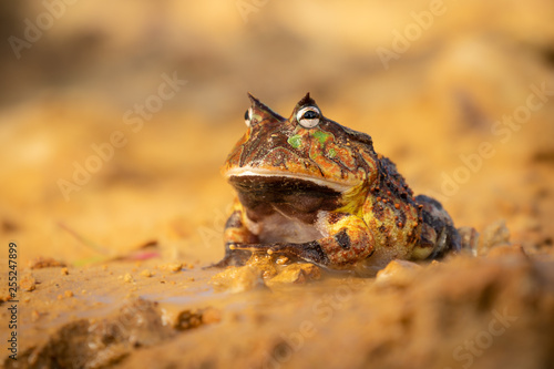 Beautiful and yet weird exotic frog sitting on a wet sand. Amazing wild creature. Calm and observing.