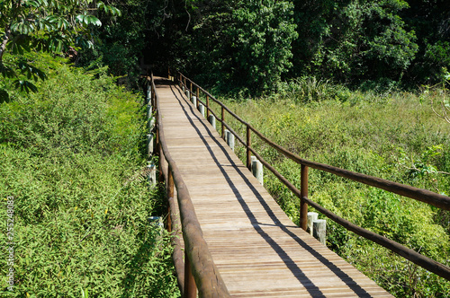 wooden bridge in the green forest