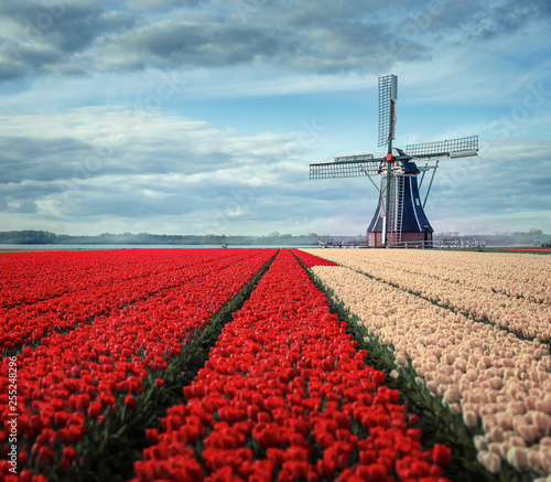 Tulips and windmill photo