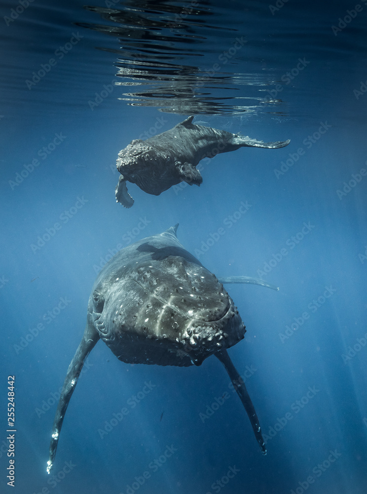 Humpback whales of Hawaii Stock Photo | Adobe Stock
