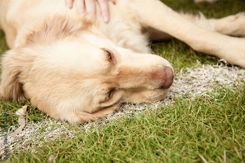 Happy and active golden dog outdoors in the grass on a sunny summer day Happy and active golden dog outdoors in the grass on a sunny summer day