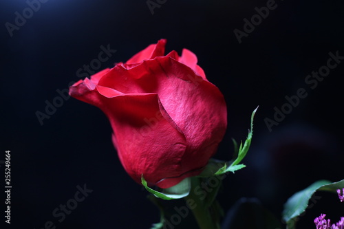 Fototapeta Naklejka Na Ścianę i Meble -  Red Rose on the black background