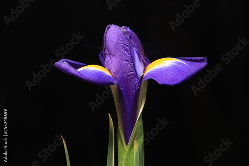 Purple Iris on the black background