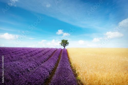 Lavender and wheat field with tree