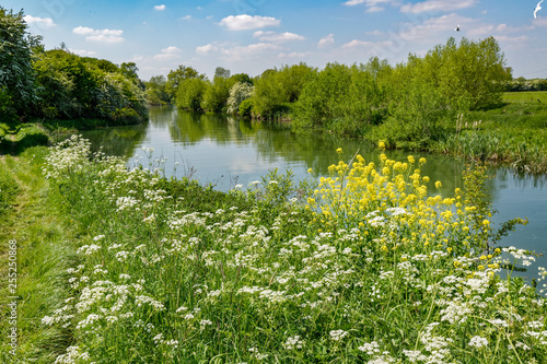 Summer by the river. It is the River Thames in Oxfordshire. There is rich green vegetation, and yellow and white flowers in the foreground.