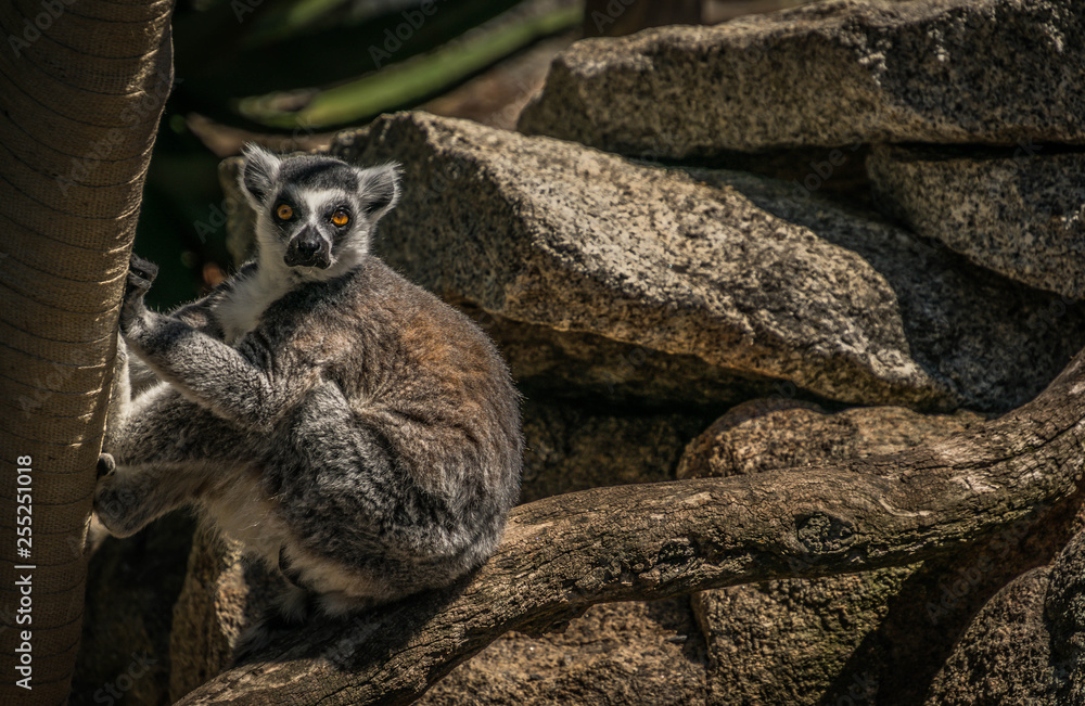 Fototapeta premium lemur