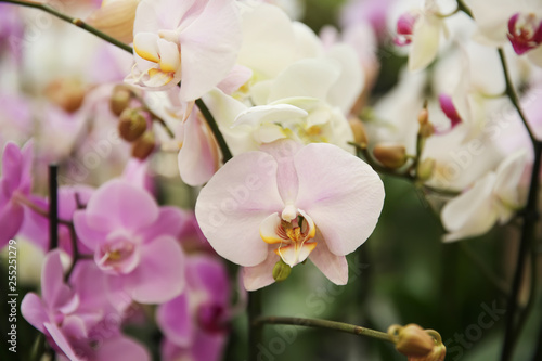 Fototapeta Naklejka Na Ścianę i Meble -  Beautiful blooming orchid flowers, closeup. Tropical plant