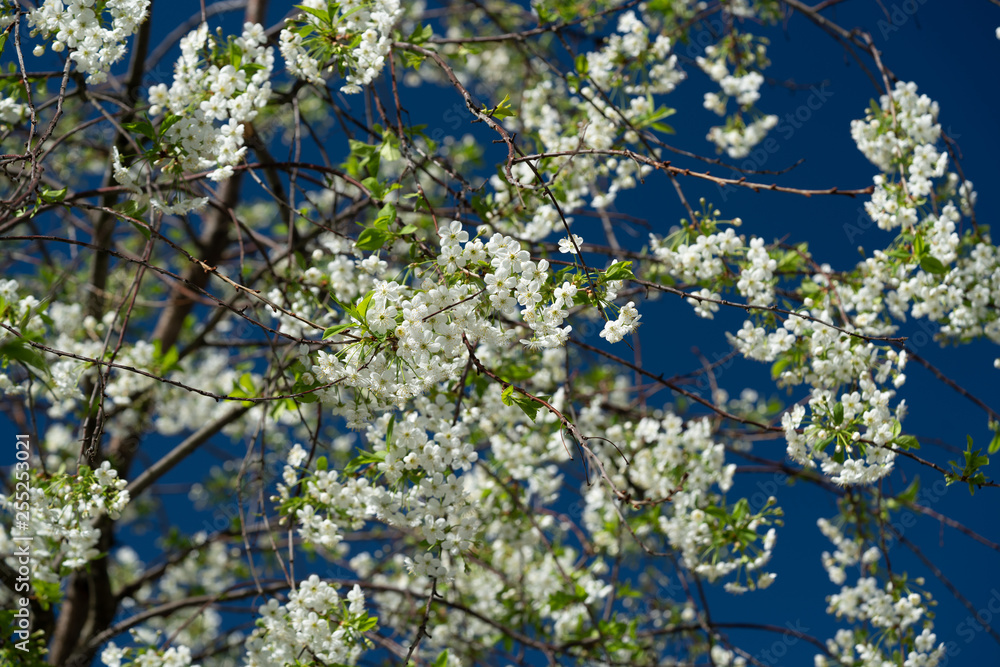 White flowers in spring. White flowers in spring.