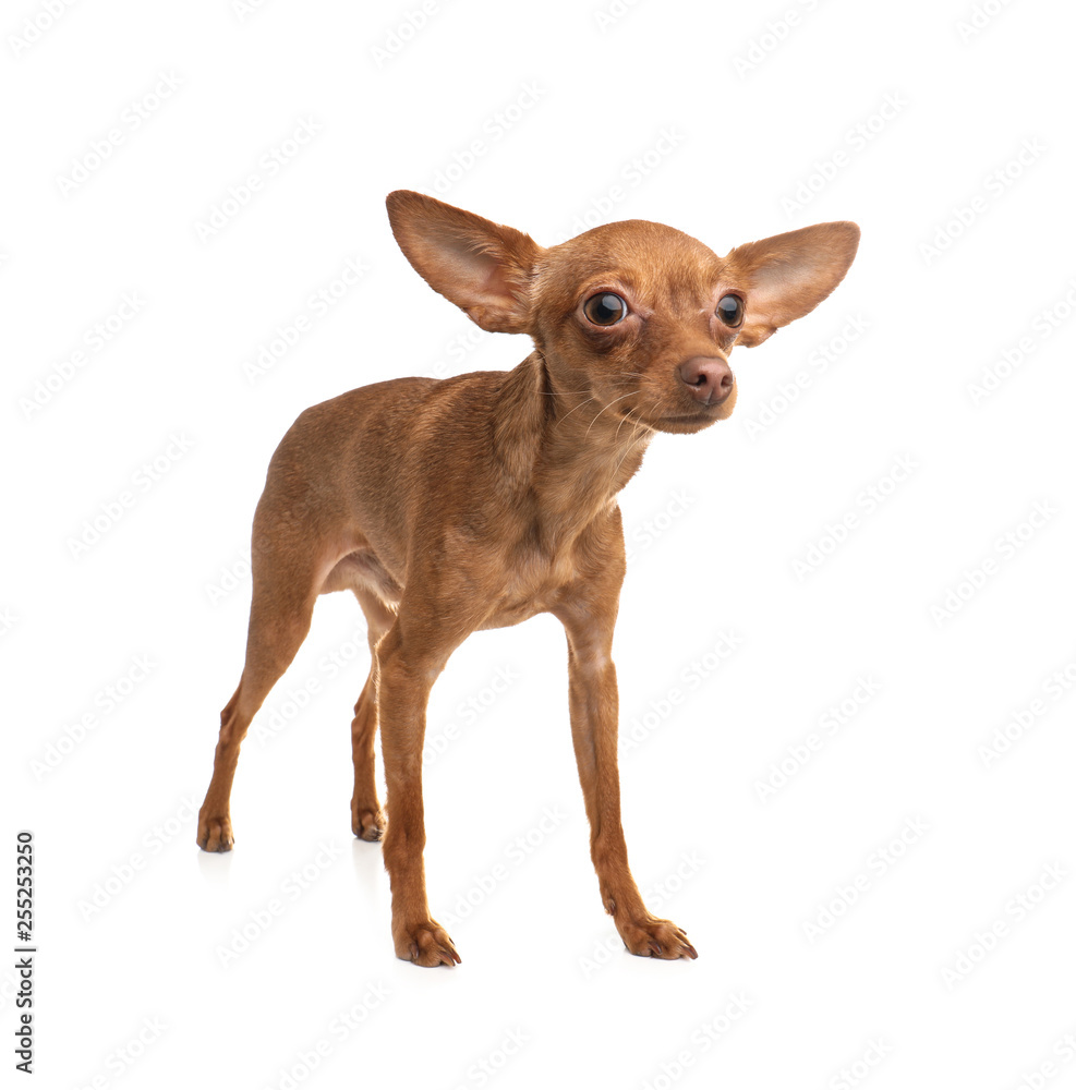Cute toy terrier isolated on white. Domestic dog Cute toy terrier isolated on white. Domestic dog