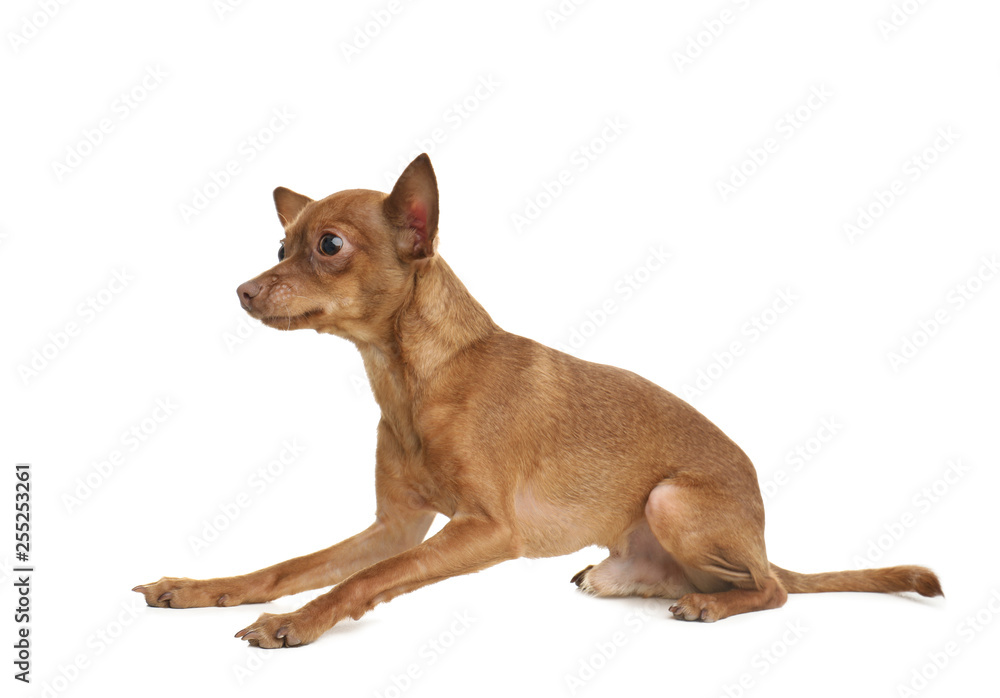 Cute toy terrier isolated on white. Domestic dog Cute toy terrier isolated on white. Domestic dog