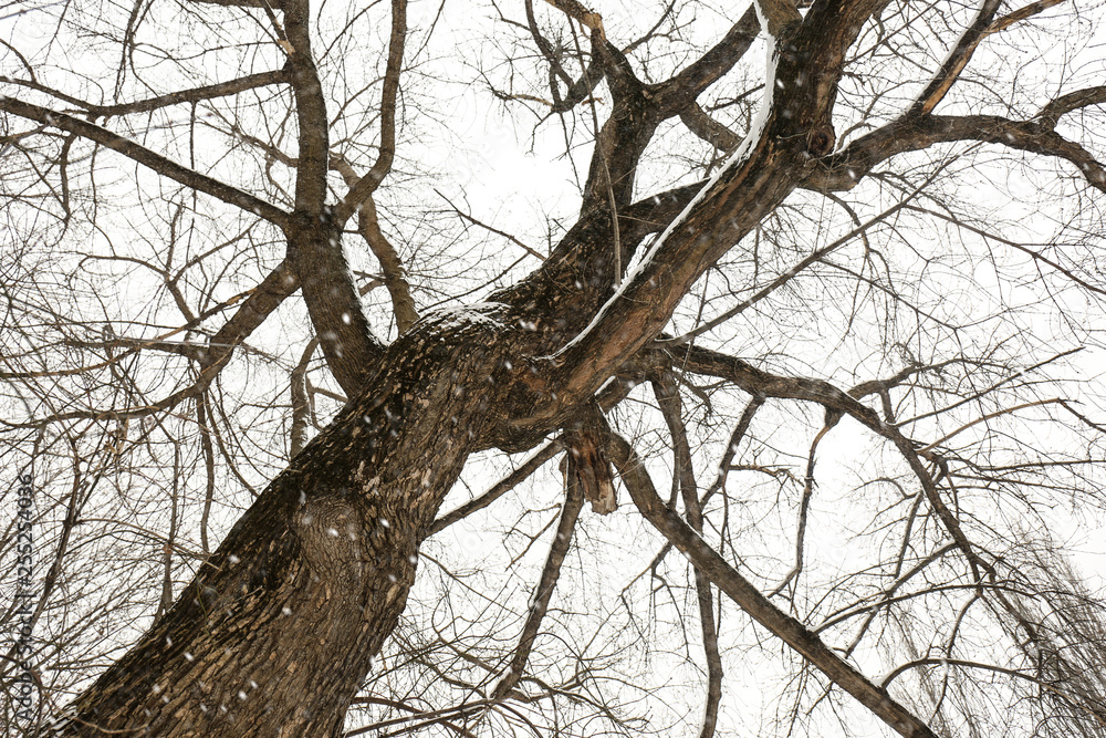 Obraz premium Low angle view of tree in forest on snow day