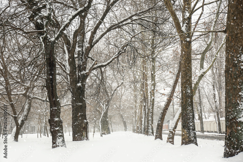 Winter city park with trees on snow day Winter city park with trees on snow day