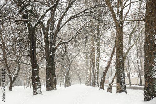Winter city park with trees on snow day