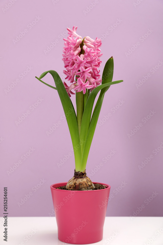 Beautiful spring hyacinth flower on table against color background