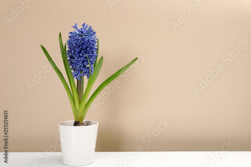 Beautiful spring hyacinth flower on table against color background. Space for text