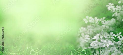 Blurred spring background