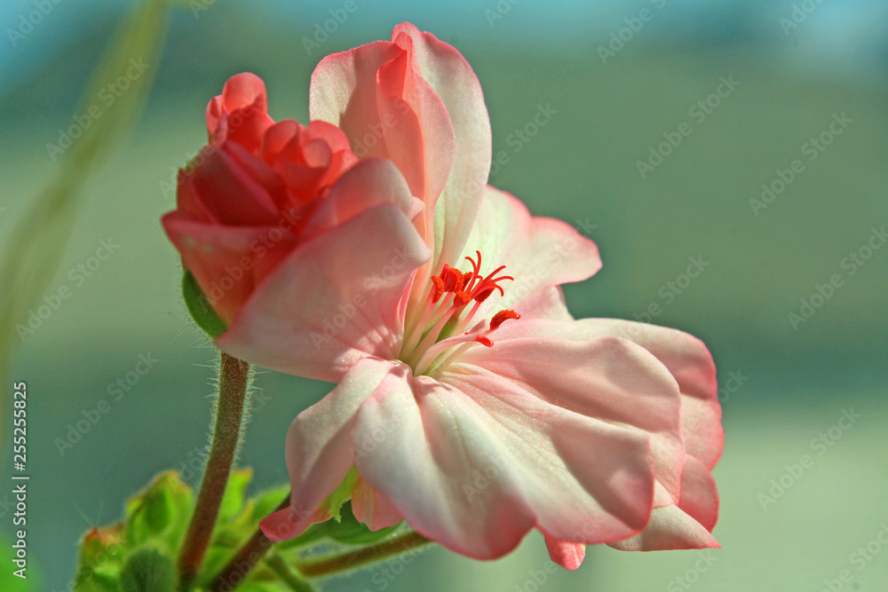 Fototapeta premium flower