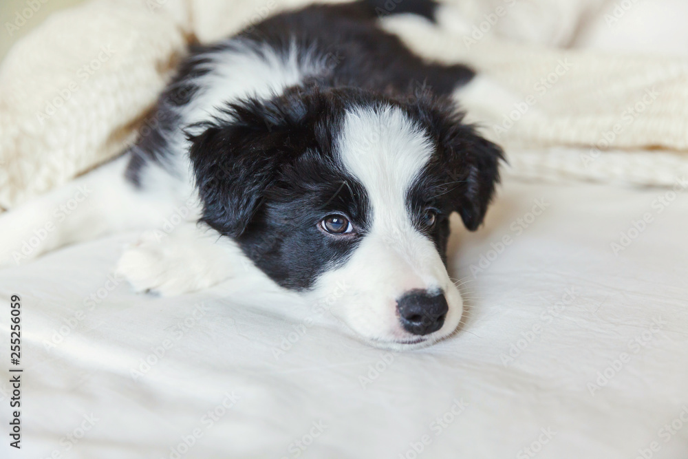 Funny portrait of cute smilling puppy dog border collie lay on pillow blanket in bed. New lovely member of family little dog at home lying and sleeping. Pet care and animals concept Funny portrait of cute smilling puppy dog border collie lay on pillow blanket in bed. New lovely member of family little dog at home lying and sleeping. Pet care and animals concept
