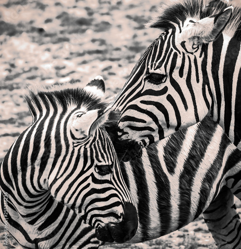 Close up of pair of Zebra in black and white