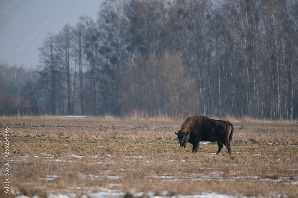 Fototapeta premium European bison bialowieza forest