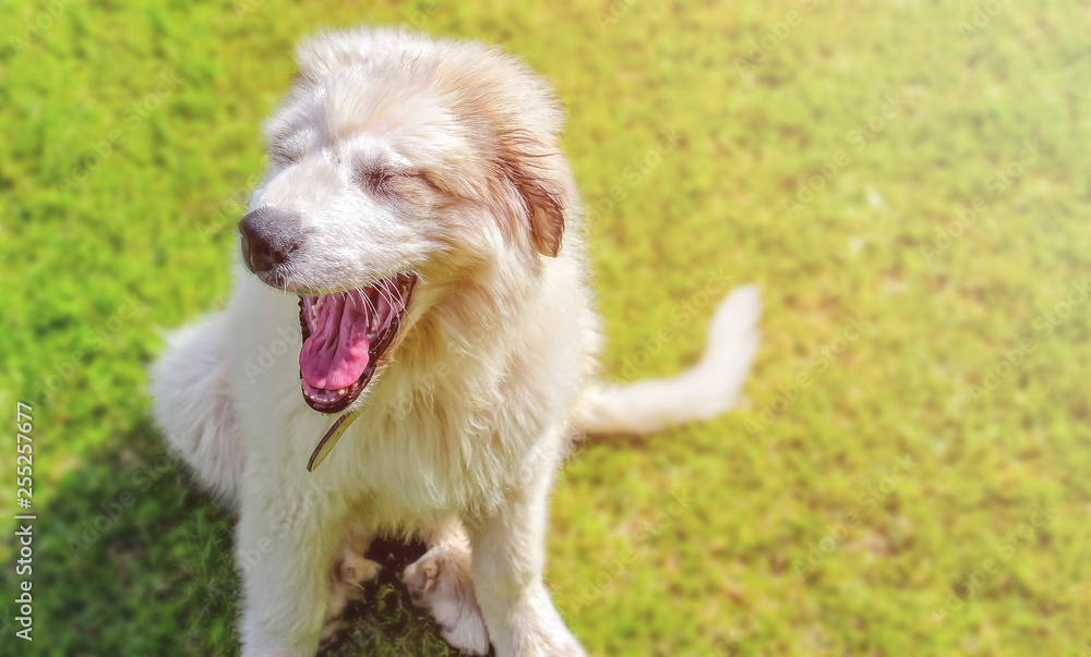 White furry puppy of Pyrenean mountain dog sitting in green grass and yawns. She's so cute.