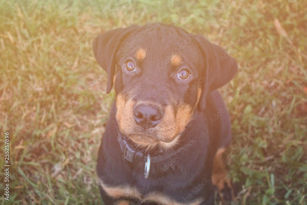 Rottweiler puppy sitting in green grass. He's so cute.