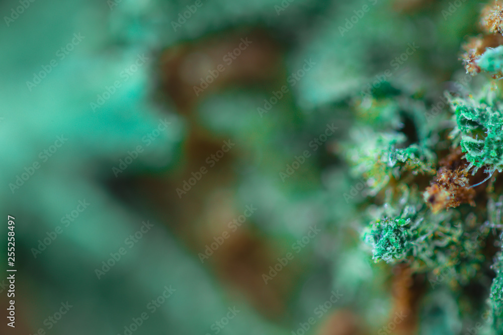 Medical Cannabis - macro view. Medical Cannabis - macro view.
