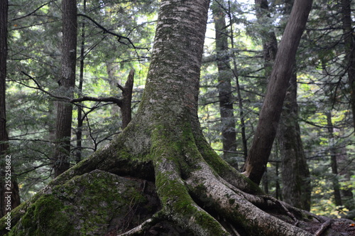 Backpacking  Wilderness  roadtrip  Hiking  Michigan  Porcupine Mountains  Rivers