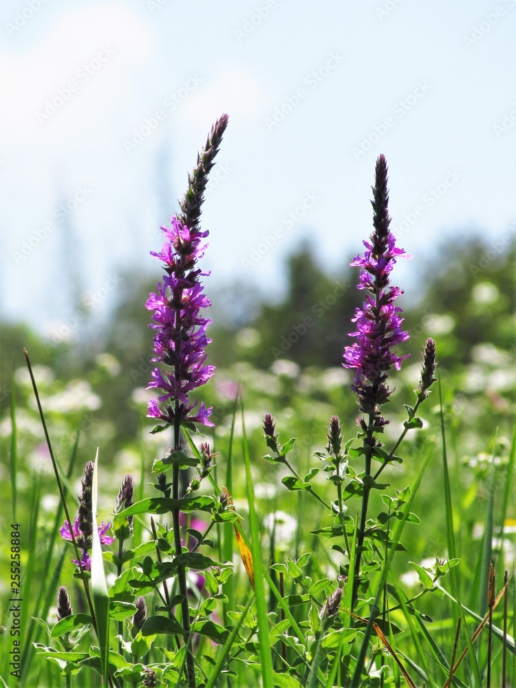 Naklejka premium lavender flowers in field
