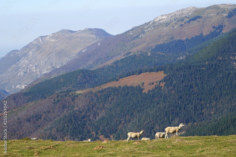 Hautes Pyrénées Plo del Naou-12