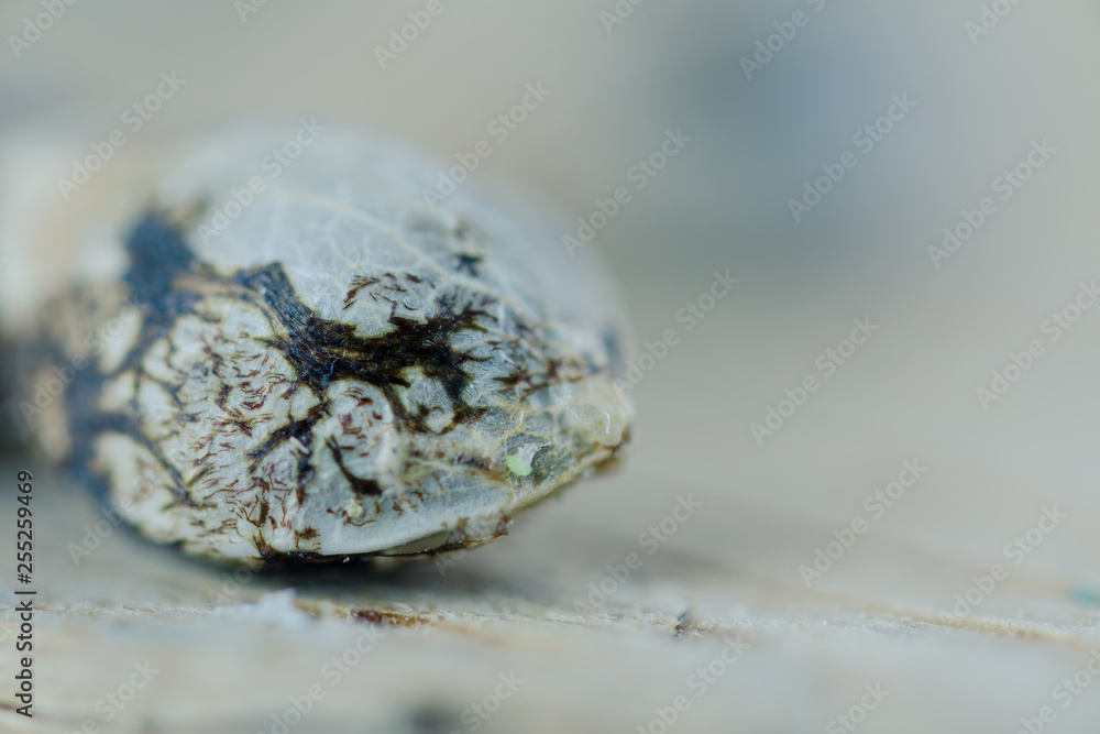 Medical Cannabis Seeds on the fresh piece of oak wood - macro view. Medical Cannabis Seeds on the fresh piece of oak wood - macro view.