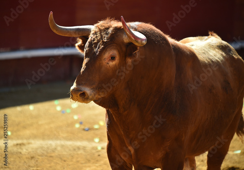 toro en plaza de toros