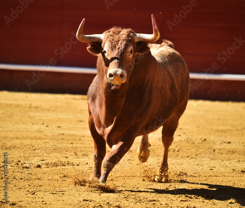 toro español corriendo en plaza de toros