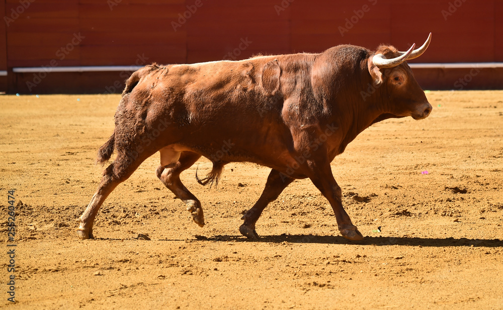 toro con cuernos grandes en plaza de toros toro con cuernos grandes en plaza de toros