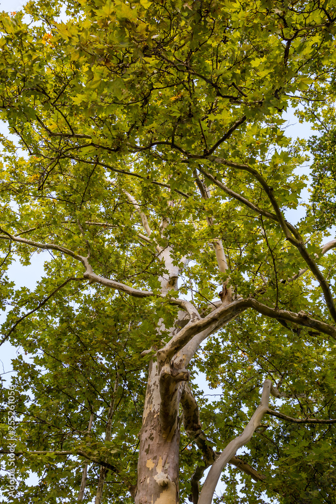 Fototapeta premium Crown of old deciduous trees in the park