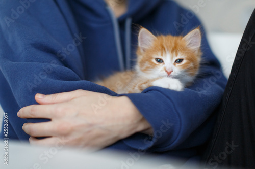 Cute little ginger kitten with blue eyes sitting on hand of an unrecognizable girl, tired after active play, front view/ handsome tabby red and white kitty, selective focus, pets and care concept.