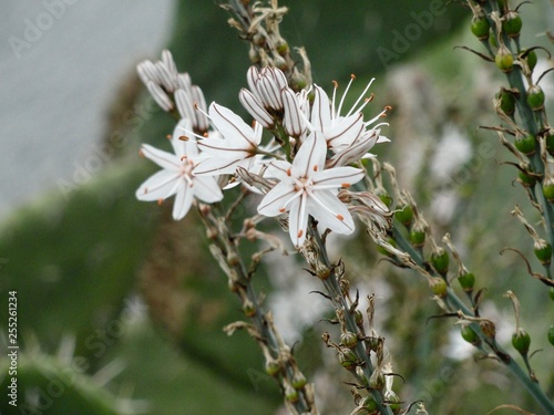 fiore 1