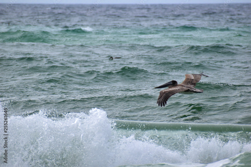 Fototapeta premium brown pelican flying over waves on the beach