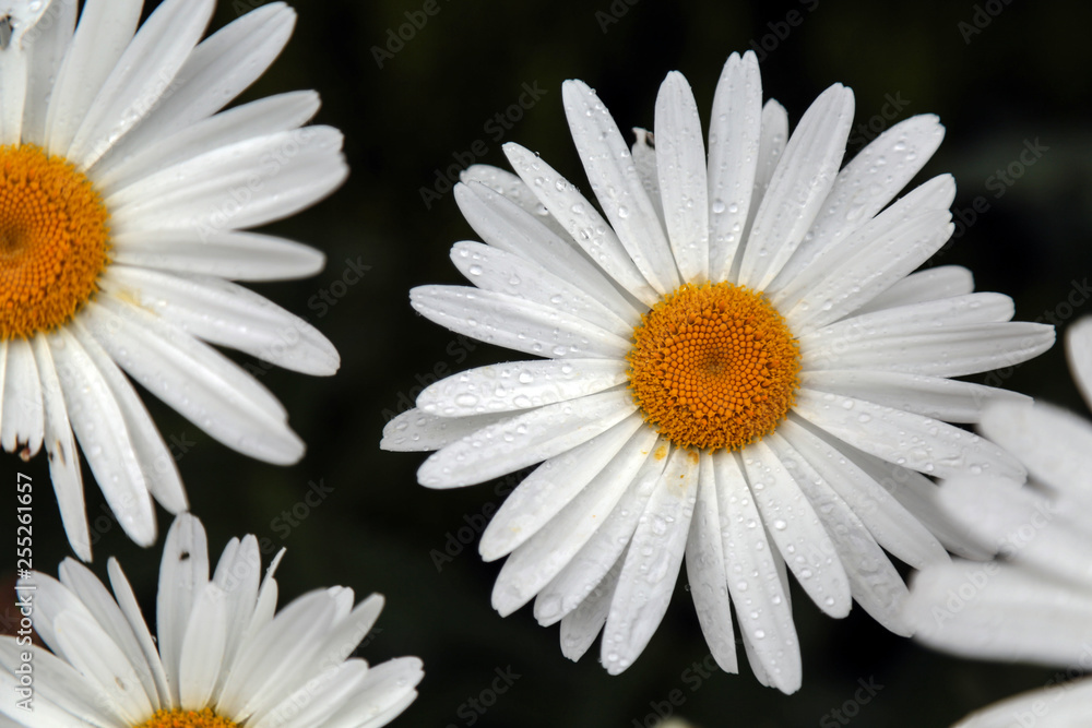 Obraz premium Daisies with water drops in garden.artvin savsat 