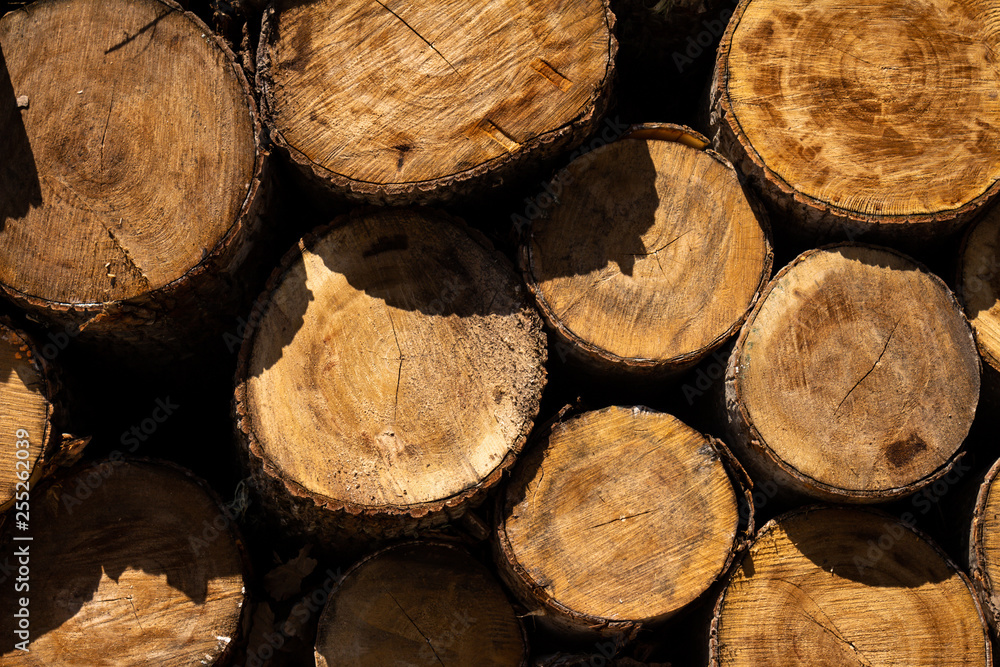 Trees cut from rennet to make furniture. Concept of deforestation and climate change. Trees cut from rennet to make furniture. Concept of deforestation and climate change.