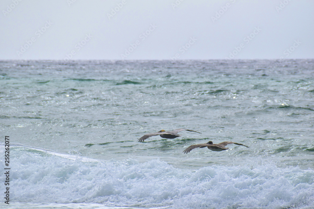 Fototapeta premium brown pelican flying over waves on the beach