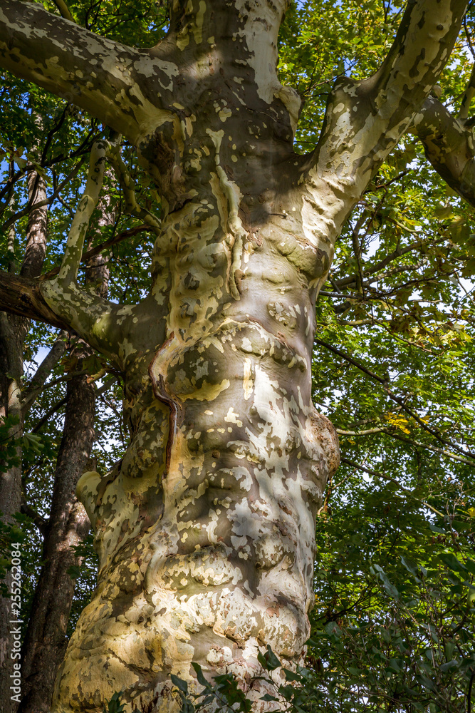 Fototapeta premium Crown of old deciduous trees in the park
