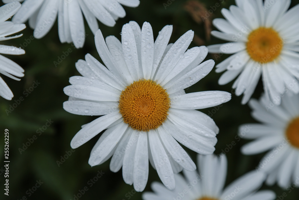 Daisies with water drops in garden.artvin savsat Daisies with water drops in garden.artvin savsat