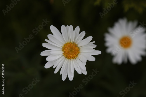 Daisies with water drops in garden.artvin savsat 