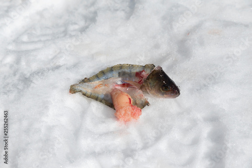 Head and skin of a cleaned perch and caviar on a frozen lake in the mountain Selective focus