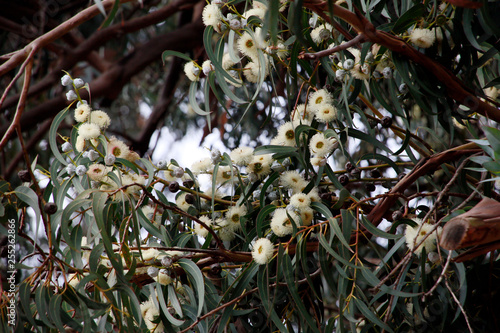 Gewöhnlicher Fieberbaum (Eucalyptus globulus), Eukalyptus photo