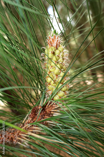 Kanaren-Kiefer, Kanarische Kiefer (Pinus canariensis)